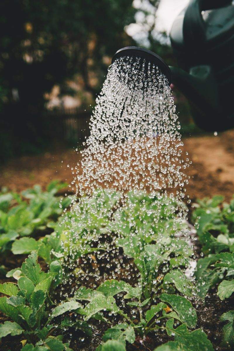 AgroNova Iberia