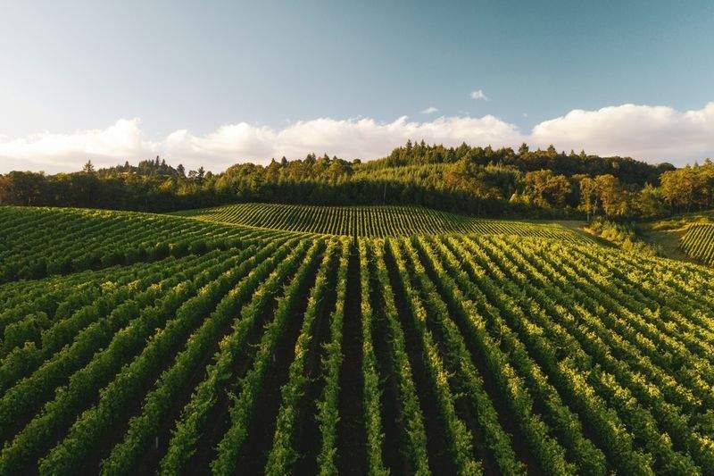 AgroNova Iberia