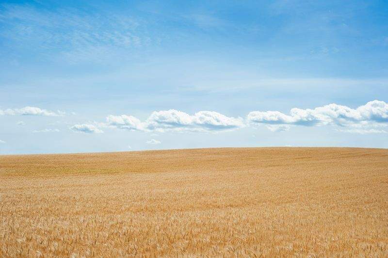 AgroNova Iberia 15