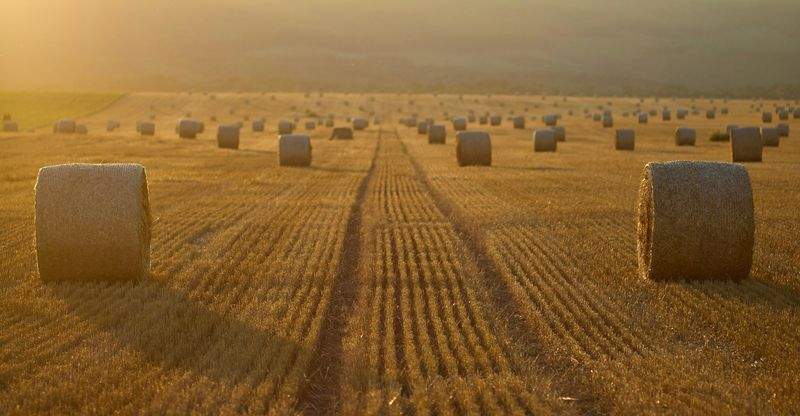 AgroNova Iberia 2
