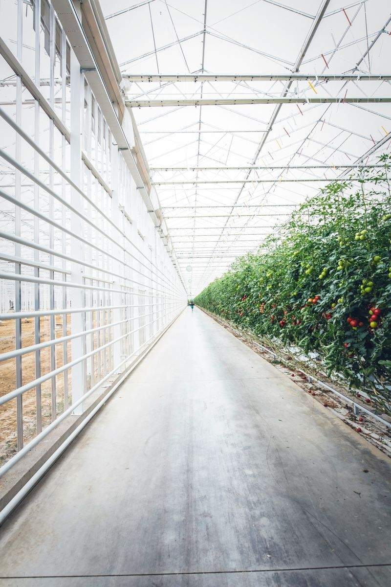 Suministro de fertilizantes y abonos agrícolas