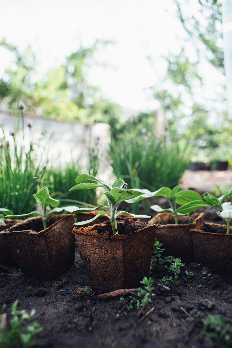 Gestión de nutrición vegetal y planes de fertilización